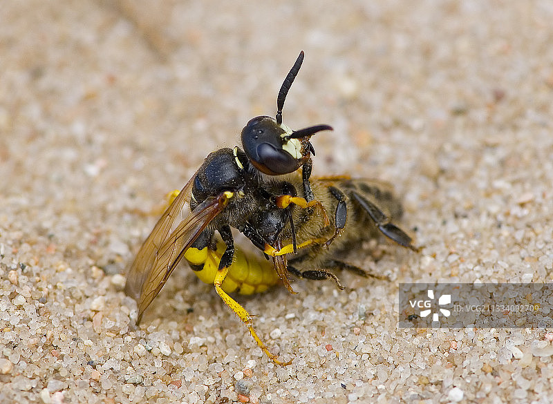 丹麦：蜂狼捕获并麻醉了一只蜜蜂图片素材