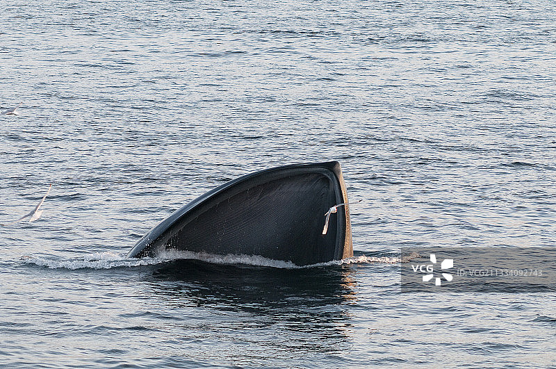 我们看到了它的下颚图片素材