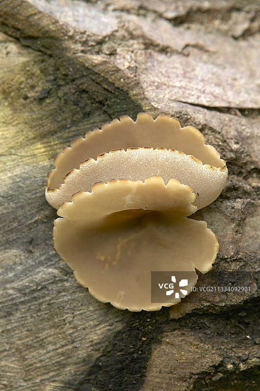 特写：杯状真菌图片素材