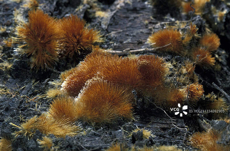 Ozonium的微观视图图片素材