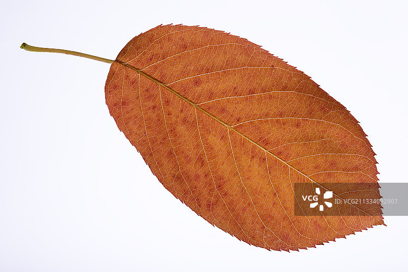 原产于北美洲图片素材