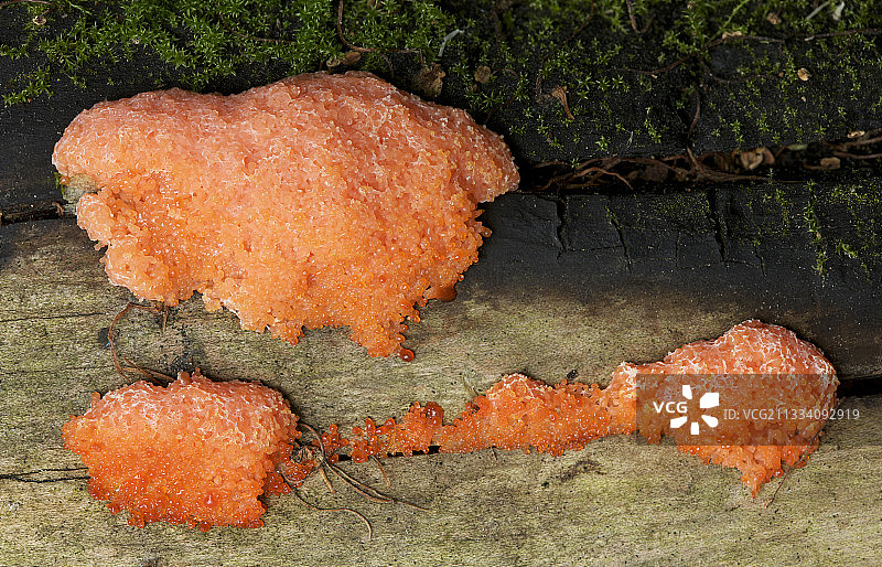 红色树莓黏菌图片素材