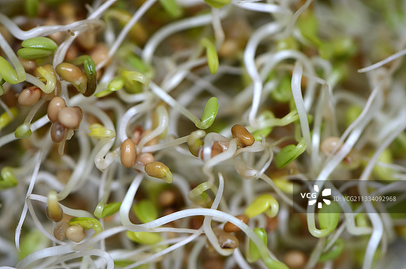 用于制作沙拉图片素材