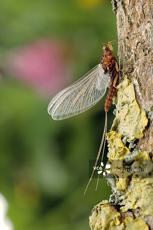 法国树干上的短暂事物图片素材