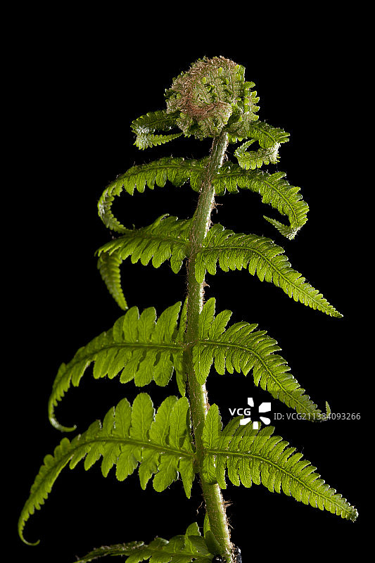 黑背景上的复叶耳蕨叶图片素材