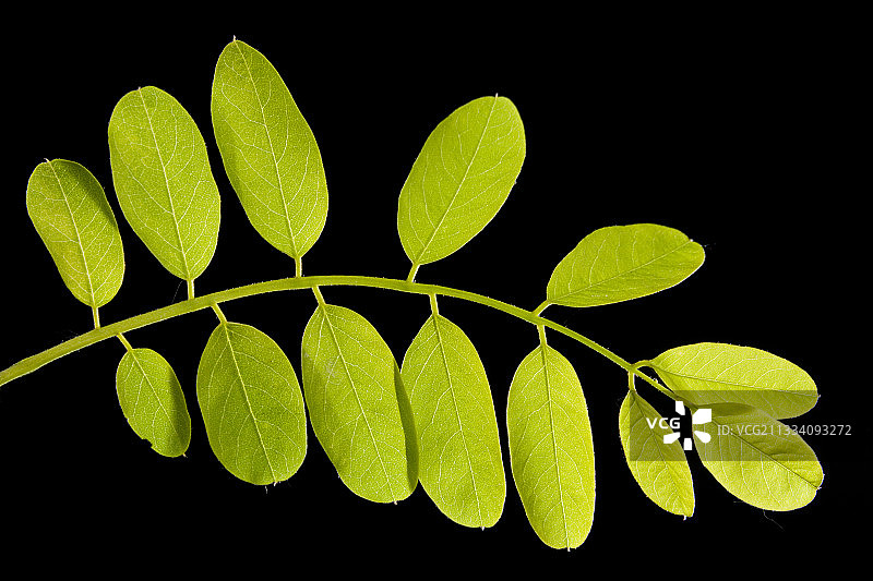 黑背景上的刺槐树枝图片素材