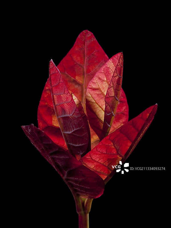 黑色背景下的漆树嫩叶图片素材