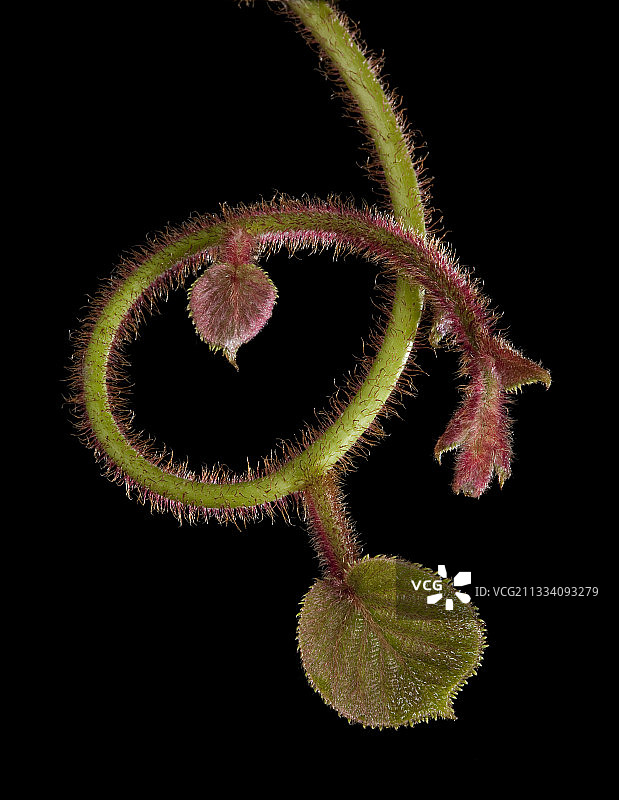 黑色背景上的猕猴桃芽和嫩叶图片素材