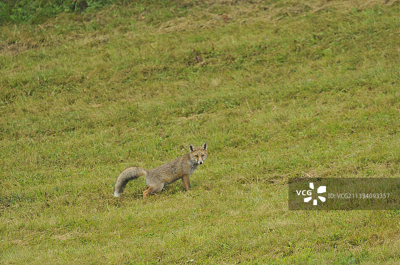 红狐标记领地，法国图片素材