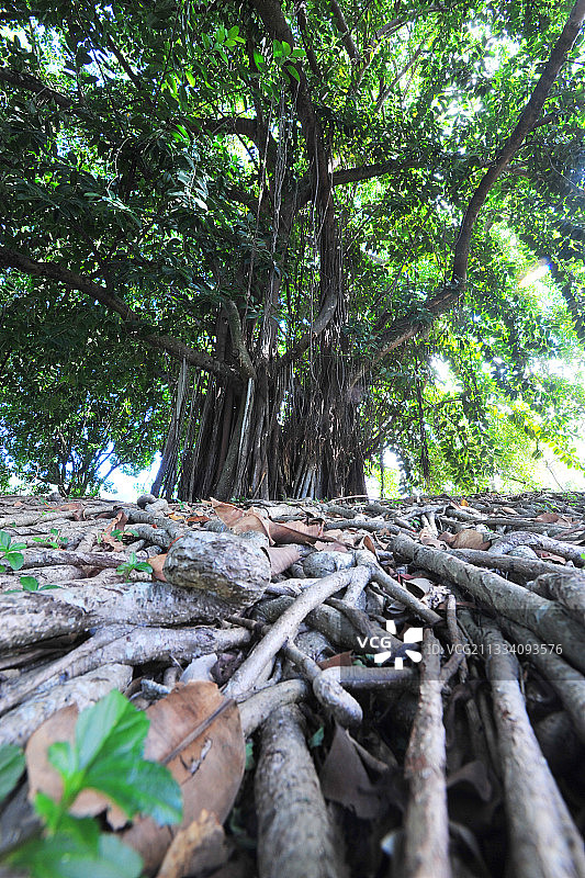 哈提休：卡穆黑的祭坛修复完好，石墙和岩石上的岩画位于巨大的榕树下。传统舞蹈通常在这棵神圣的树下进行。图片素材