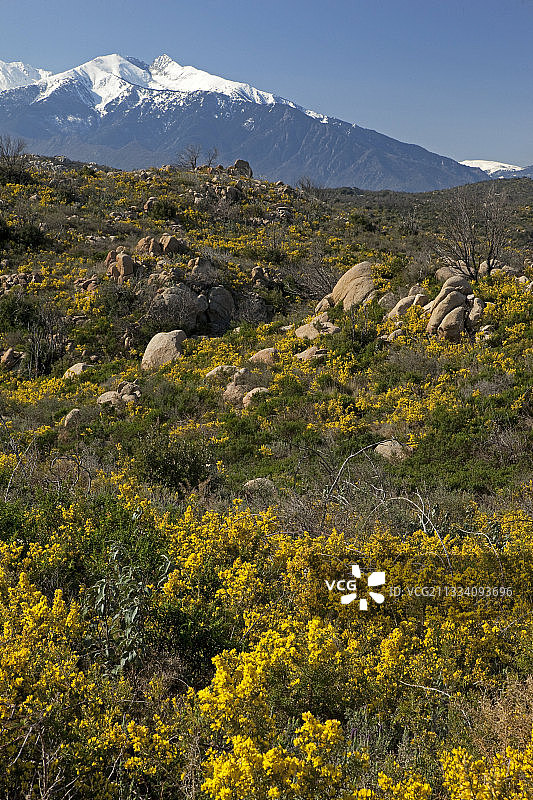 卡尼古山比利牛斯山脉的灌木丛和岩石露头图片素材