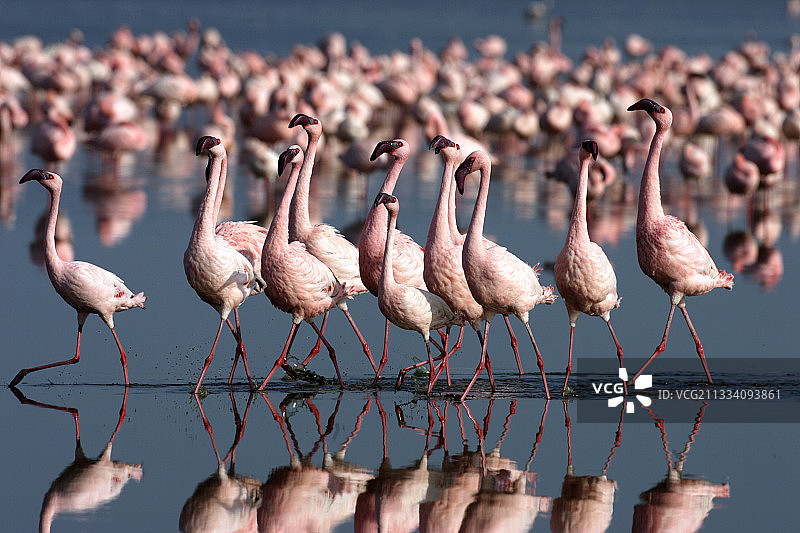 内库鲁湖中涉水的火烈鸟，肯尼亚图片素材