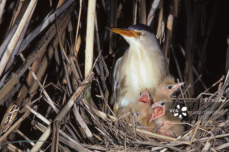 雄性麻鳽与幼鸟图片素材