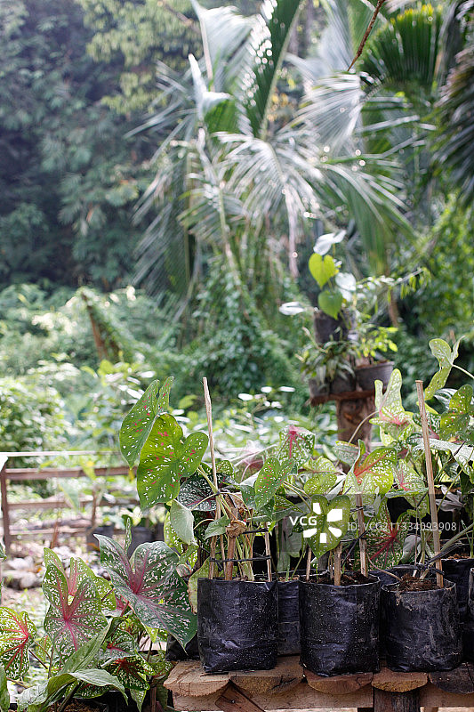 苏门答腊武吉拉旺村的喜林芋植物图片素材