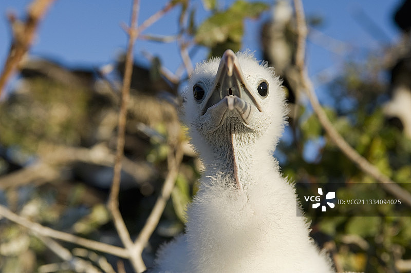 加利福尼亚湾的幼年丽色军舰鸟图片素材