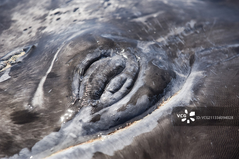 太平洋泻湖下加利福尼亚州灰鲸的闭眼图片素材