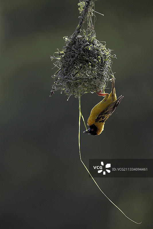 在肯尼亚马赛马拉筑巢的莱亚德织布鸟图片素材
