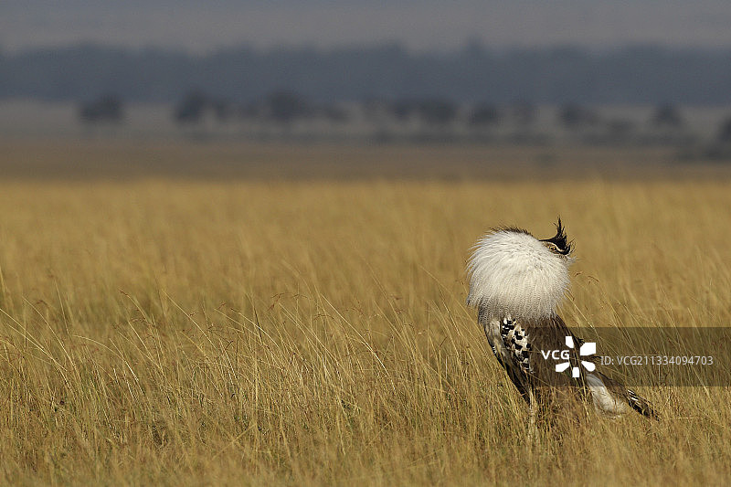 肯尼亚马赛马拉草原上的柯利鸨图片素材