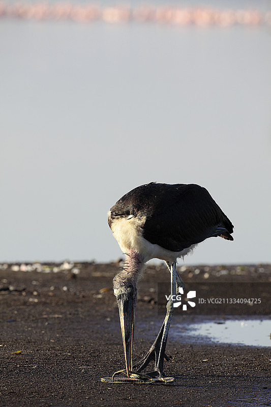 非洲秃鹳与塑料垃圾，肯尼亚纳库鲁湖图片素材