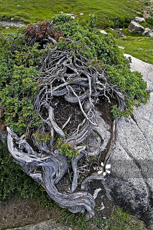 比利牛斯山脉冰碛上的杜松（西班牙）图片素材