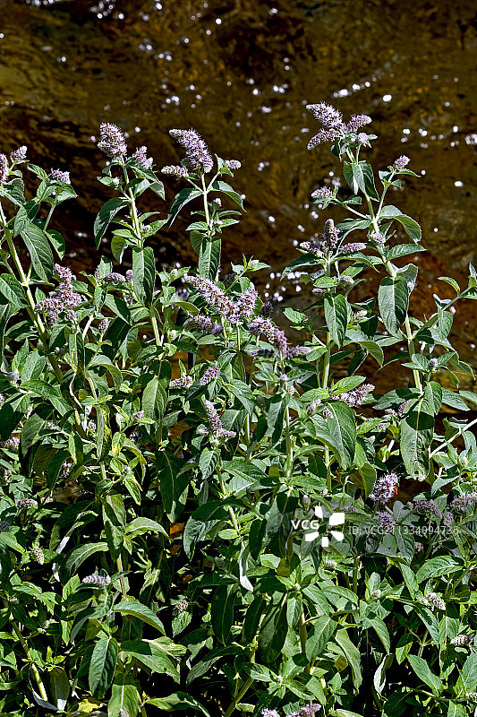 西班牙诺格拉德卡尔多斯河岸边的苏格兰薄荷图片素材