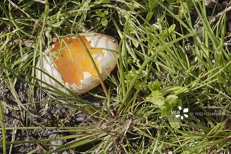 在法国被捕食者破坏的绿头鸭蛋图片素材