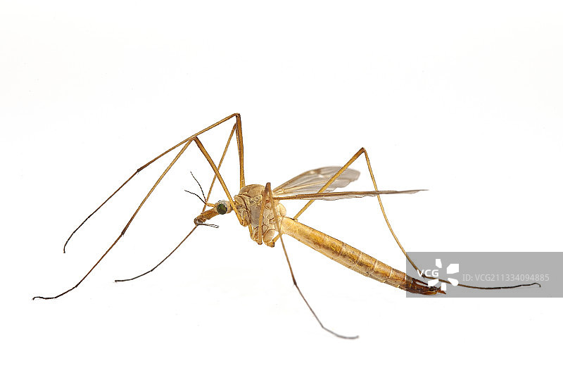 白色背景上的大蚊侧面图图片素材