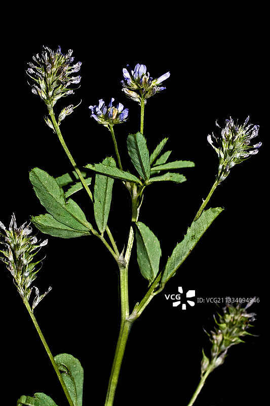 开花的蓝色胡芦巴图片素材