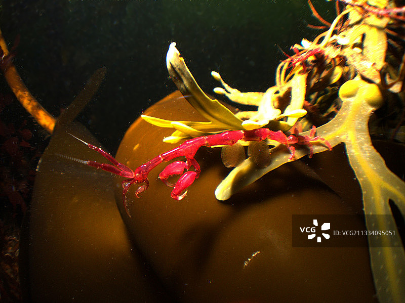 卡累利阿俄罗斯白海的藻类上的线性骨骼虾图片素材