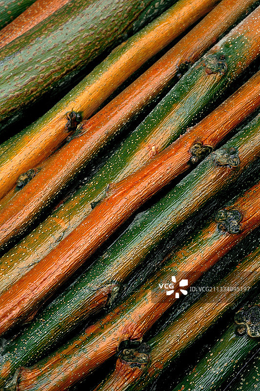 西班牙的淡紫色花束图片素材