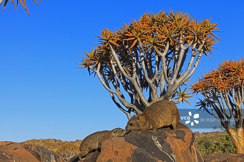 纳米比亚南部岩狸和箭袋树图片素材