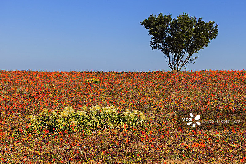 南非的锥花和纳马夸兰雏菊花图片素材