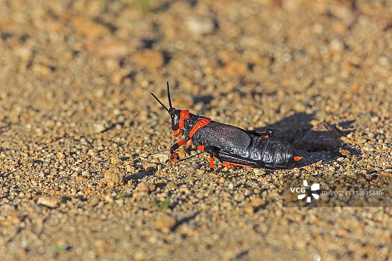 南非纳马夸兰板球场图片素材