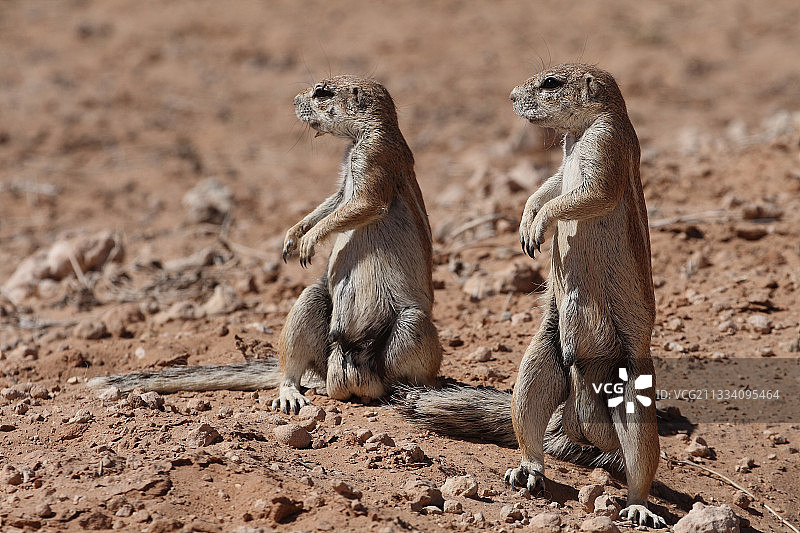 南非卡拉哈迪警惕的雄性地松鼠图片素材