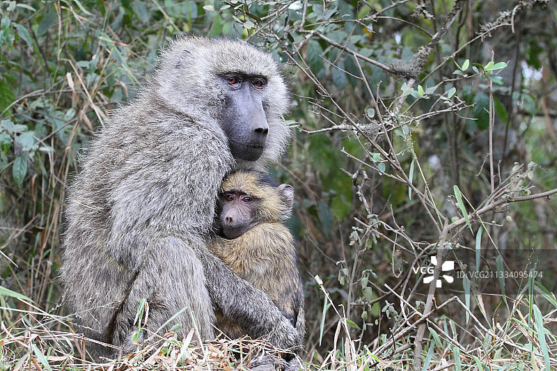 ground上的阿努比斯狒狒和幼崽，位于坦桑尼亚马亚拉图片素材