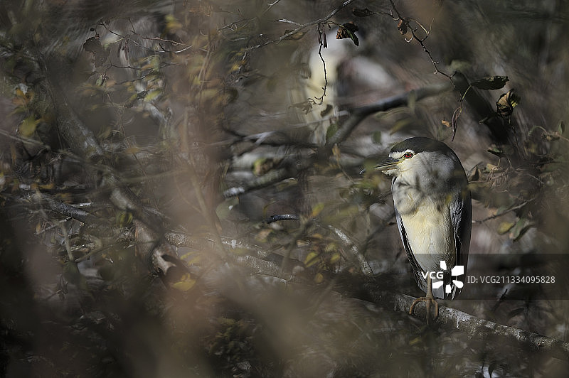 鸟类公园图片素材