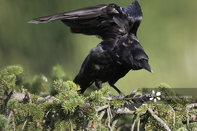 法国中部云杉树枝上的黑乌鸦图片素材