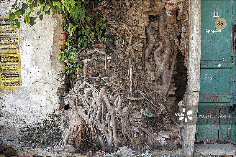 穿过围墙生长的树根，印度泰米尔纳德邦图片素材