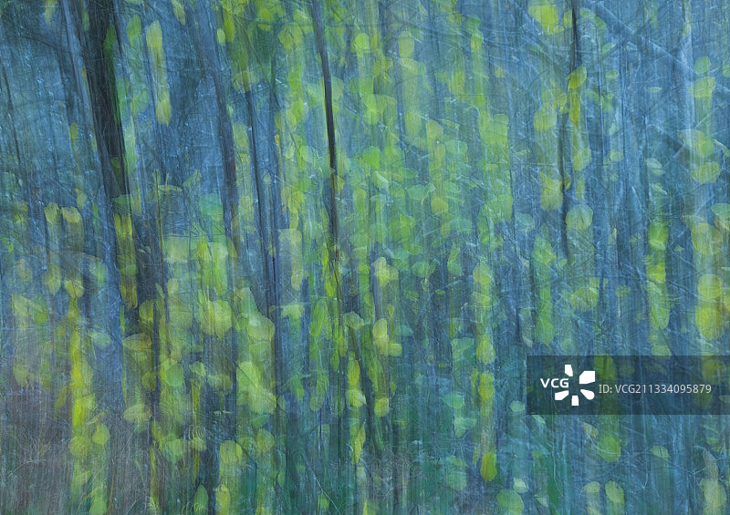 森林中秋叶的运动效果图片素材