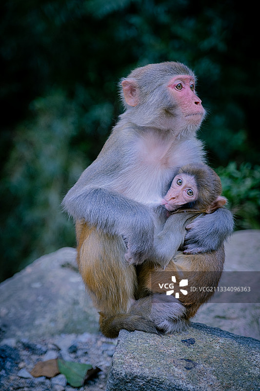贺州姑婆山猕猴图片素材
