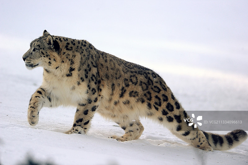 雪地行走的雪豹图片素材