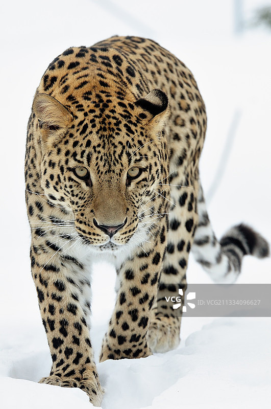 雪地行走的波斯豹图片素材