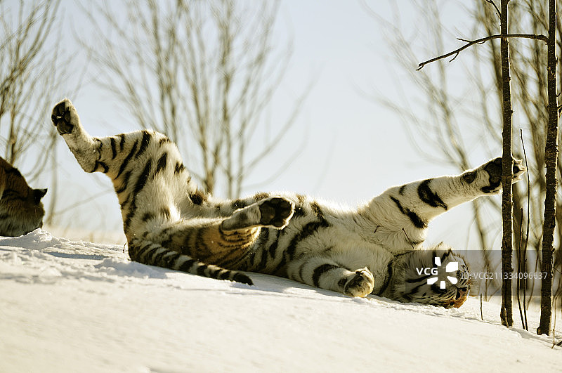 在雪中翻滚的西伯利亚虎图片素材