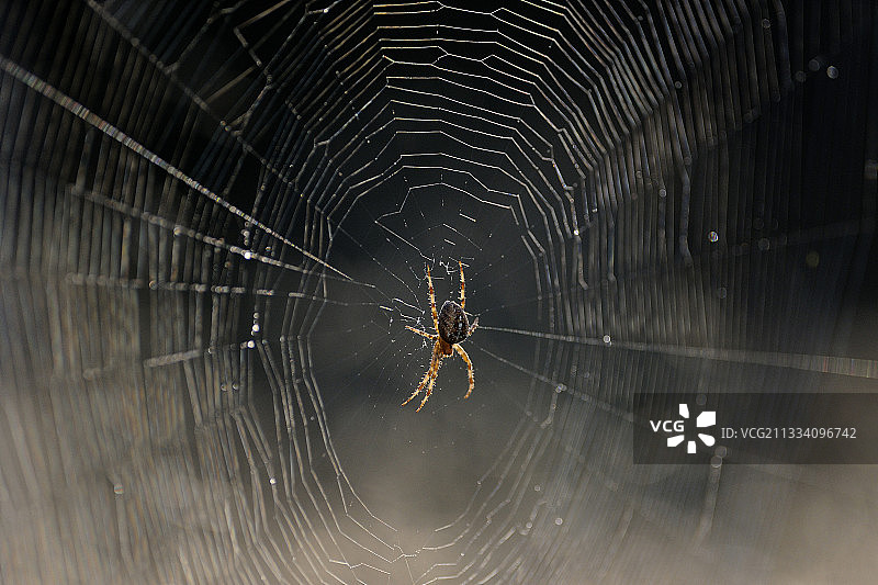法国伏日山脉的园蛛网图片素材