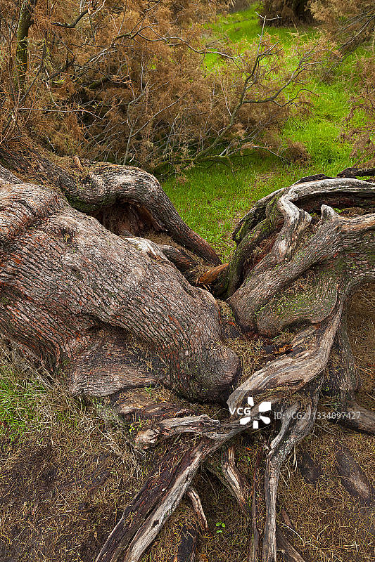 拉斯塔布拉斯-德戴米埃尔拉曼查塔马里斯国家公园，西班牙图片素材
