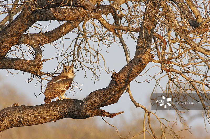 克鲁格国家公园树枝上的弗氏雕鸮图片素材