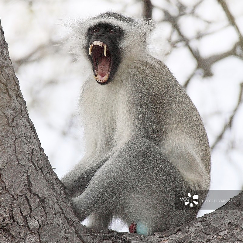 南非克鲁格国家公园树枝上吠叫的绿猴图片素材