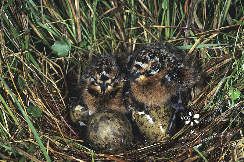 法国鸟巢中的扇尾沙锥雏鸟图片素材