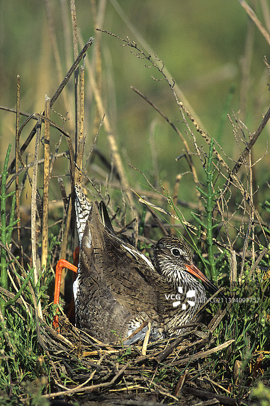法国的红脚鹬巢穴图片素材