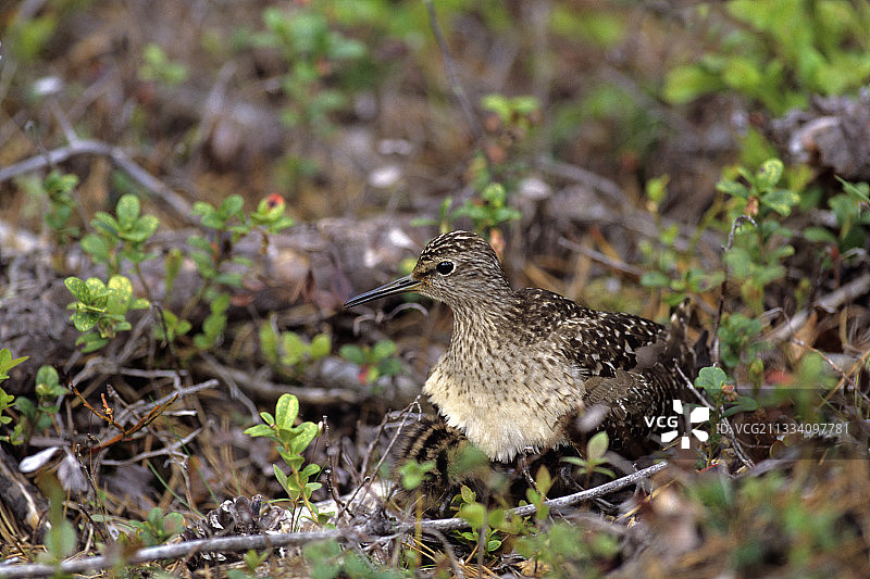 正在孵化早成雏鸟的鹬（芬兰）图片素材